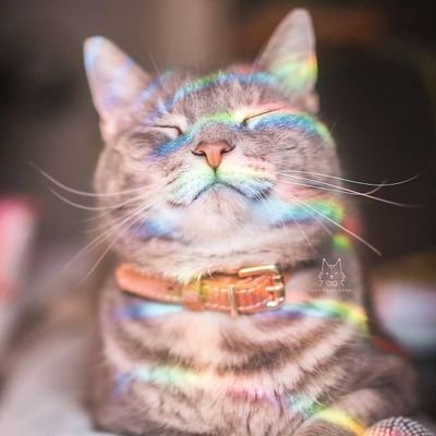 🌙 very fruity meow | G