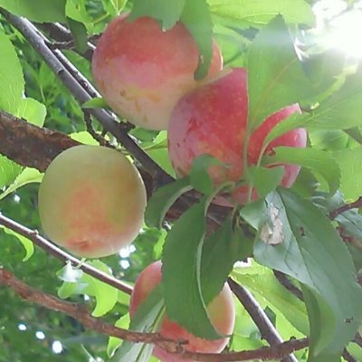 Rotes Obst Wn7l3cwhfgrdyfe Twitter