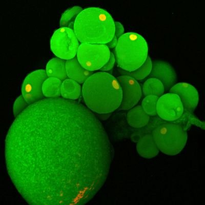 Phenogenetics to understand the oocyte-to-embryo transition at UdeC