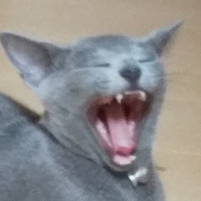 suisui__x's profile picture. 愛猫家🐾
好きな馬はオルフェーヴル🏇。
#アニメ、#漫画 好き。#キングダム は男のバイブル。
#ゴルフ ⛳ベスト90、アベ106のエンジョイ派。
複勝転がし最高23コロ。
#ロシアンブルー #保護猫 #三毛猫