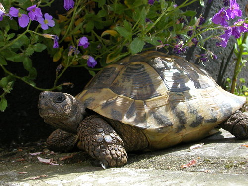 Expert advice and top tips on all things tortoise. We aim to actively improve welfare in captivity. Rehoming, volunteering & rescue news. info@tortoiseclub.org