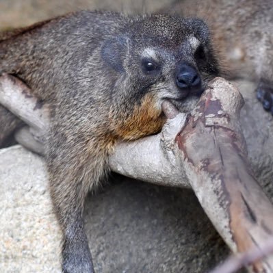 t_cphr's profile picture. Rom 成人