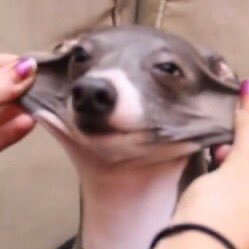 AverySolomita's profile picture. 2nd account lol /// main: @rightsock_asock