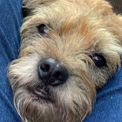 Hi I'm Molly Border Terrier! DOB 15/12/2012. Full of energy and mischief! Live with Mum, Dad, 3 human siblings and 3 pesky cats!!