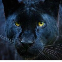 Ahcusen (@ahcusen) 's Twitter Profile