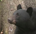 I'm a black bear who ruled all of Virginia Beach and #hrva media for a day (April 8, 2011), 'til The Man came and hauled me away to the Great Dismal Swamp.