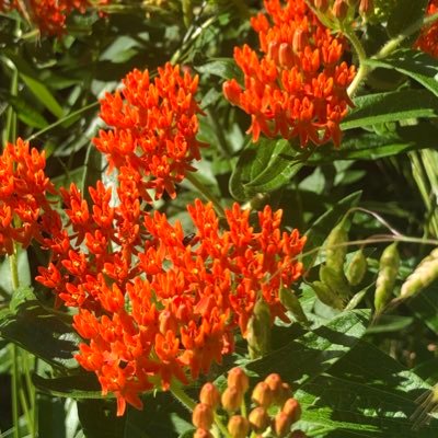 anarchofarmer's profile picture. 