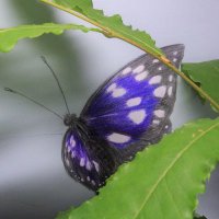 田中 (@auster180xtt) 's Twitter Profile