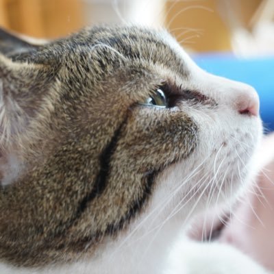 moomin_coc's profile picture. クラクラth12 垢メイン。キジ白サクラと暮らしてます。❁.*･ﾟクラクラやっておられる方ならフォロパさせてもらいます。無言フォローするときもありますがご了承ください(๑ ᐢ ᵕ ᐢ ๑)rom専