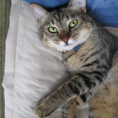 fxpro_hide31's profile picture. 通りすがりのただの錬金術師です😇