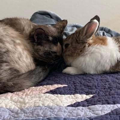 dreadfulallie's profile picture. lust for life and human organs