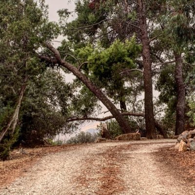 Not Spahn ranch, but it does look like it. 250 Acres of open space, jackrabbits and California junipers only 40 minutes from Hollywood.