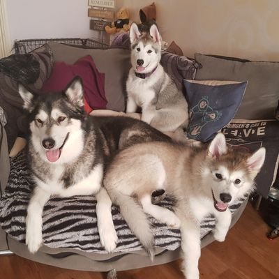 Nuka a 7 yr old malamute who loves to sing and loves life, her little sisters Miska & Syf are 3 years old and learning about life and how to have fun 😁
