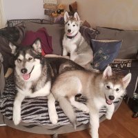 Malamute Adventurers(@Nuka_Mali) 's Twitter Profile Photo