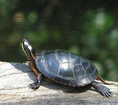 SaveturtlesWi's profile picture. Community Action to Save Turtles.

 Every day turtles get run over by cars. I want to stop this.