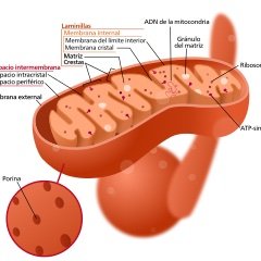 I am deeply interested in energy production, both inside and outside the body. Electrons play a crucial role in both cases.