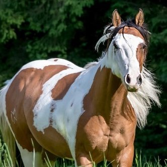 Breeding American Paint Horses with Homozygous Tobiano Painthorse stallions, and breeding with 450 Texeler Sheep. Horse Vacation stable. https://t.co/3BCfmOD7yB