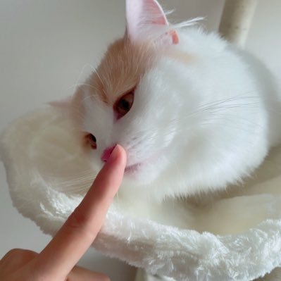 BBBnew_'s profile picture. •𝒫𝑜𝓇 𝒹𝑒𝓃𝓉𝓇𝑜 𝑒𝓇𝒶𝓂𝑜𝓈 𝑒𝓈𝓉𝓇𝑒𝓁𝓁𝒶𝓈 •