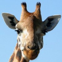 FranziG (@franzigmuc) 's Twitter Profile
