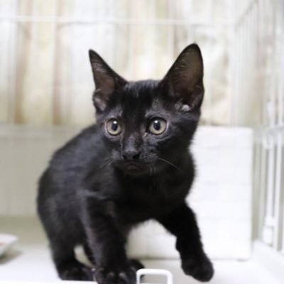 猫🐈甘えんぼう黒猫の写真あげていきます。