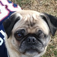 Moe The Pug (@moepug) 's Twitter Profile