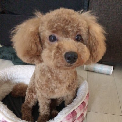 pekipu_kinako's profile picture. 2019.10.25生まれの女の子꒰ ՞•ﻌ•՞ ꒱ 可愛いがすぎる生きるぬいぐるみです(◍ ´꒳` ◍)んふ 最近娘(人間)のツイート多め
