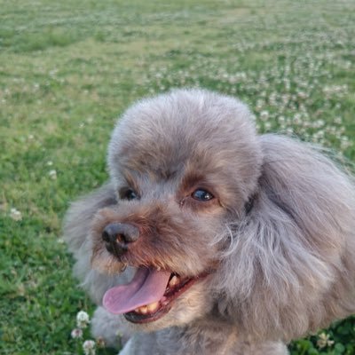 この夏に末の子🐩が虹の橋の袂へ旅立ちました。今、人生初の🐶のいない生活に戸惑っています。皆さまの愛らしいお子たちに励まされております。