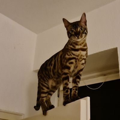 Mongoos35599297's profile picture. Foto- und Katzenliebhaber