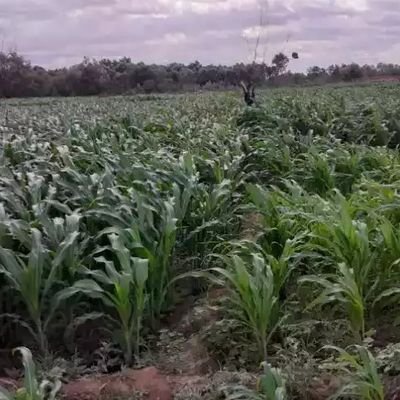 Maxamed68840070's profile picture. 