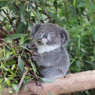 mokochindayo's profile picture. 満島ひかりならそうするか？