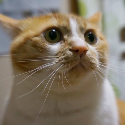 ひねにゃろ🐾さんのプロフィール画像