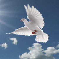 Özgürlük Yolu (@bektasidede10) 's Twitter Profile