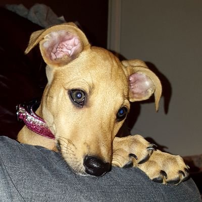 Mad Moose the lurcher born 4/06/2020
Chose my human Mum and sister from lots of other hoomans who wanted to #adoptnotbuy
