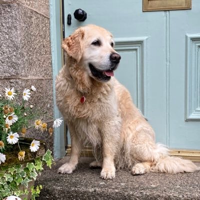 A 14 year old Golden Retriever girl, bred at home and passed away at home. Love walks and wildlife. Interests- mice, swimming and TV