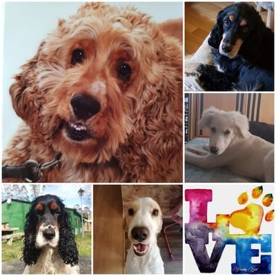 como el amor perruno no hay ninguno.🐶♥️😍
Afiliada al partido animalista P.A.C.M.A
Amo los animales con locura.