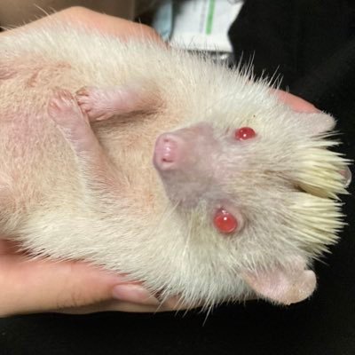 にょん□☞▽○さんのプロフィール画像