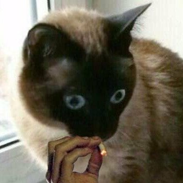 Romkca's profile picture. she/her/tired