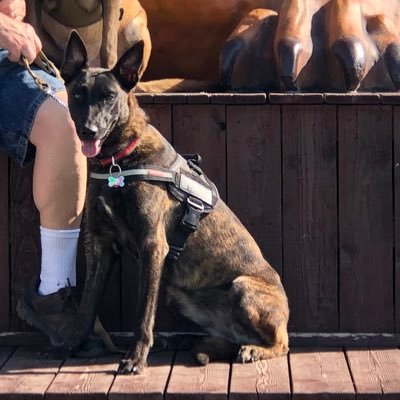 I am a 10 month old Dutch Shepherd in training as a service dog, I didn’t quite make it as a police K9 #backtheblue #servicedog