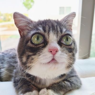 winkydwarfcat Profile Picture