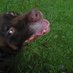 Bruce and His Dog (@hisbruce) Twitter profile photo Bruce and His Dog (@hisbruce) Twitter profile photo