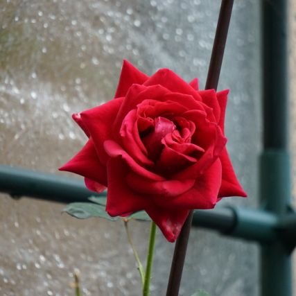 Pallavi2445's profile picture. 