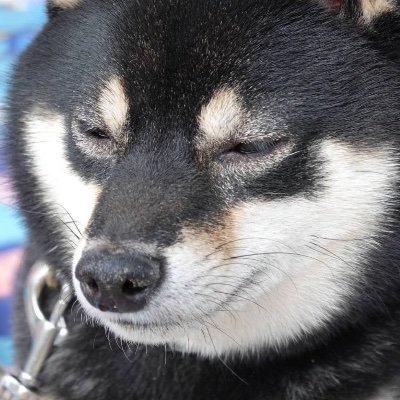 自作ロッドを使って瀬戸内海で釣りしてます。 主にライトゲームで、たまに真鯛・アコウ・青物狙い。 のんびり釣り記録+たまに釣果報告。