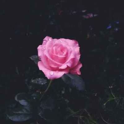 AnilaThankappan's profile picture. forensic student