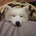 Luna (@LunaTheSamoyed) Twitter profile photo