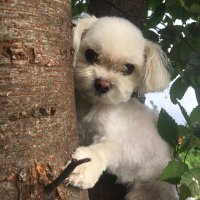 기레기는 매수 당하고 싶어해 (@yjlee68usaf) 's Twitter Profile