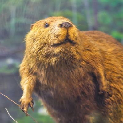 枝を集めてダムのような住処を作る生き物です。