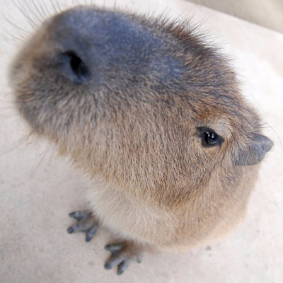 capybaracamera Profile Picture