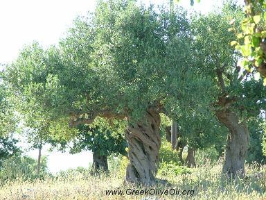 MedteraneanDiet's profile picture. 