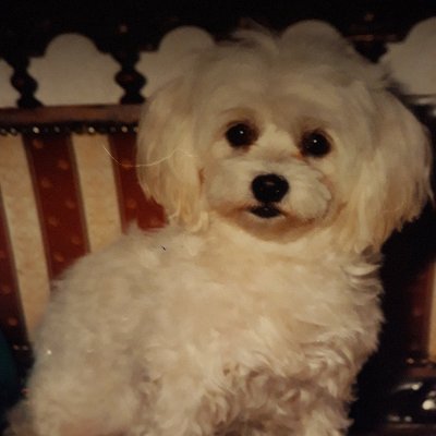 MirjanaPopovic1's profile picture. SAVE PLANET🐾🐾🐾