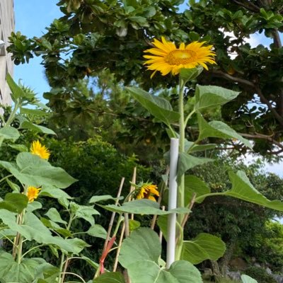 オリジン、バドミントン、花、Creepy Nuts🌰🥜ワンマン福岡高松参戦予定、NARUTO@沖縄